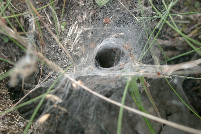 Spinnennetz