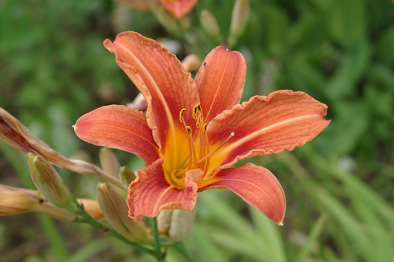 Feuerlilie