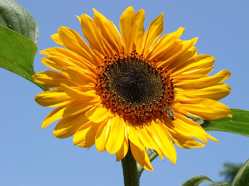 Sonnenblume