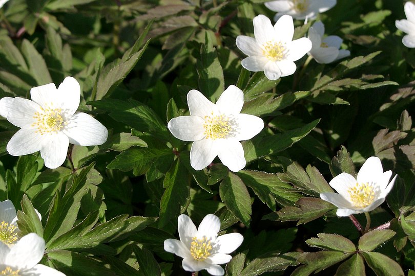 wei�e Kleinblumen