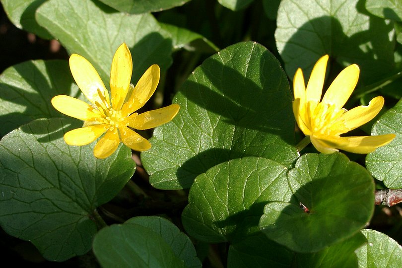 gelbe Kleinblumen