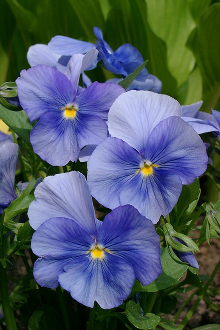 blaue Stiefm�tterchen