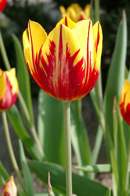 rot-gelbe Tulpe