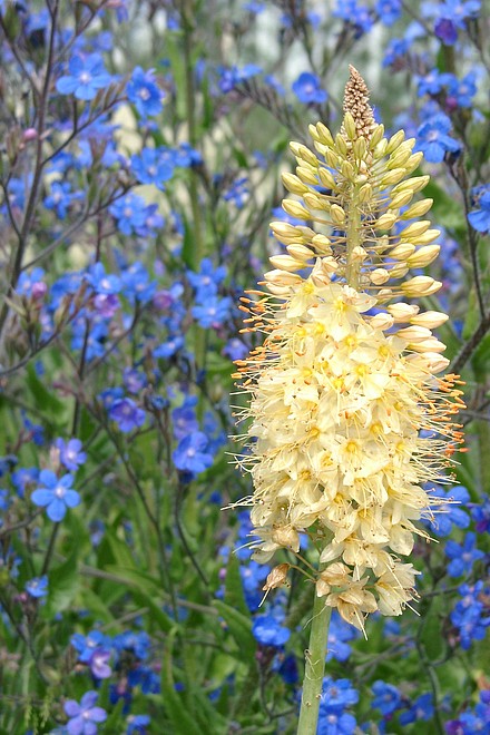 Haferstrauch, wei�gelb