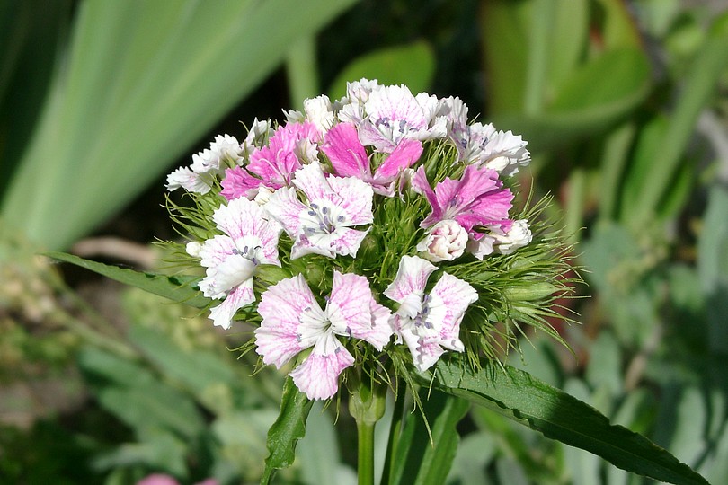 Bl�ten, rosa-wei�