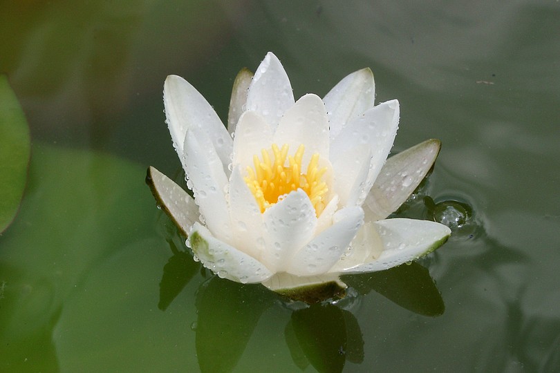 Seerose, wei�-gelb