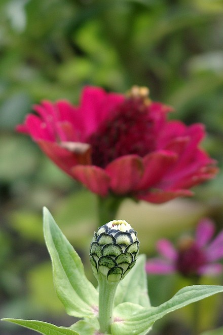 Knospe mit passender Blume