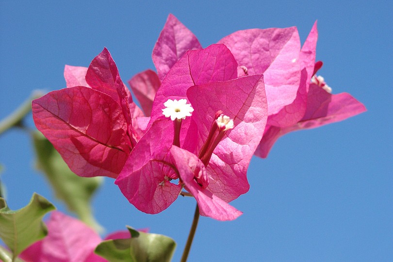 Bougainville