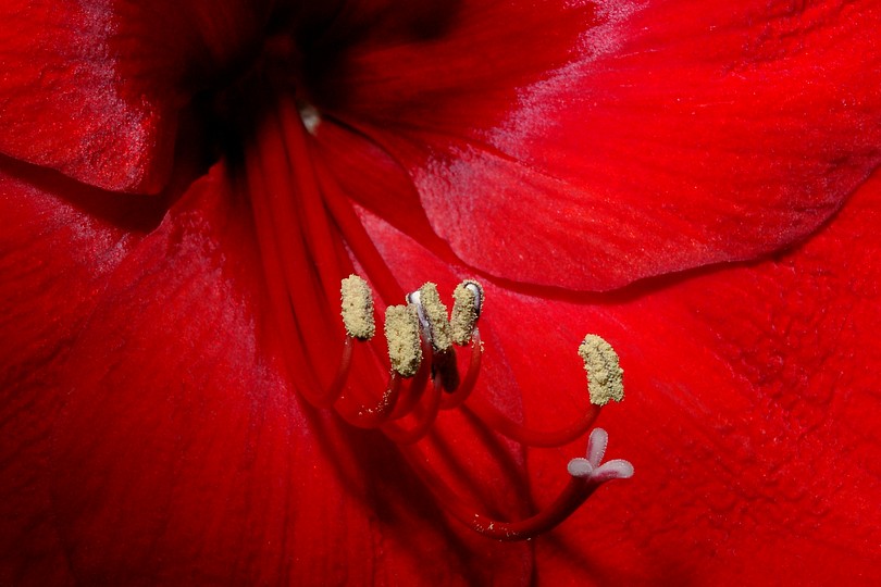 Amaryllis Bl�tenstempel