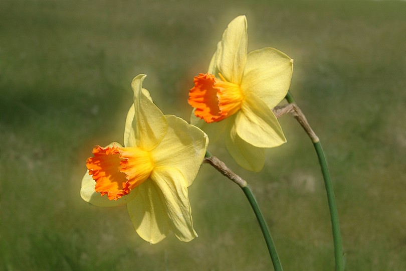Osterglocken Kitschbearbeitung