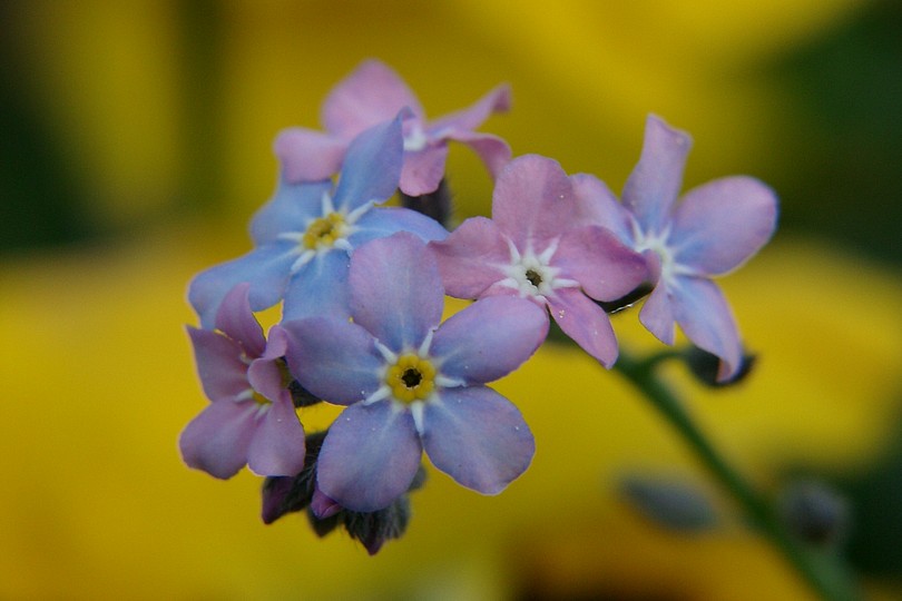 Vergissmeinnicht vor Stiefm�tterchen