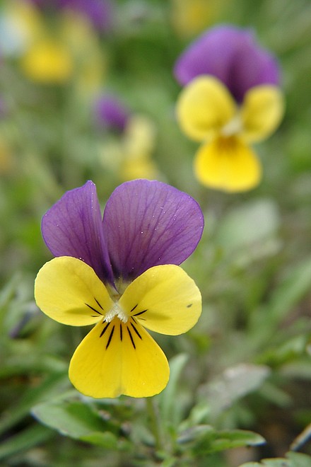 Hornveilchen, gelb-lila