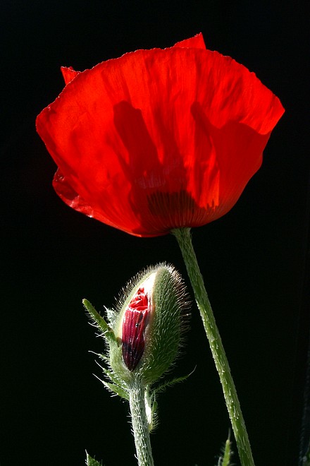 roter Mohn