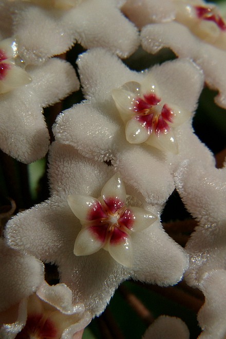 Wachsblume, Hoya