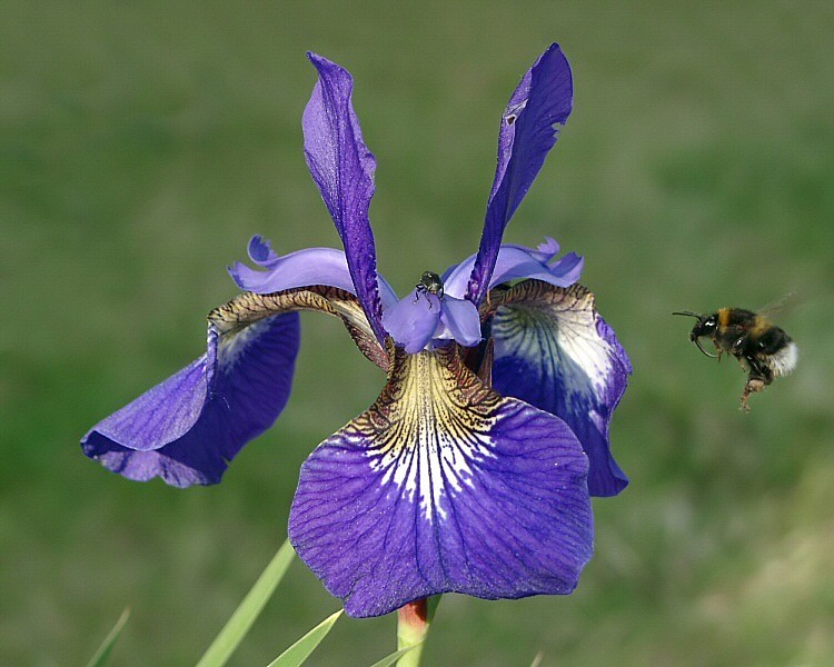 Schwertlilie mit Hummel im Flug
