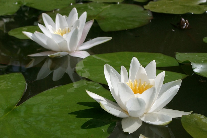 Seerosen, wei�-gelb