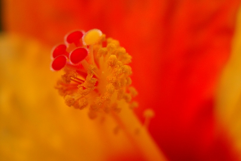 Hibiskus-Bl�tenstempel