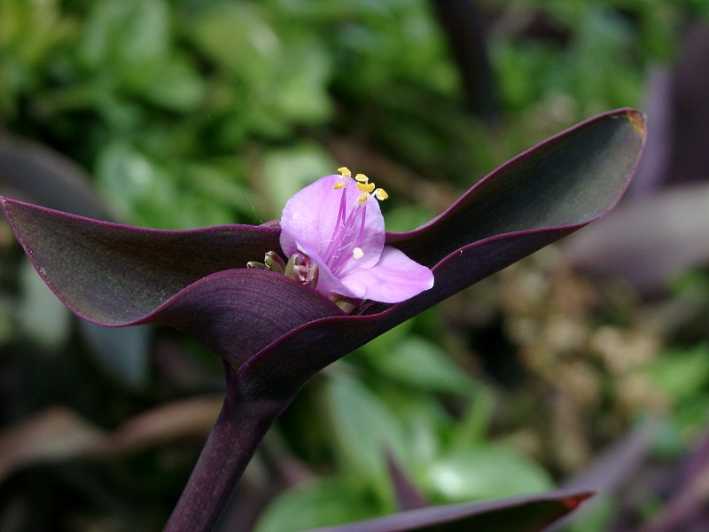 tradescantia pallida