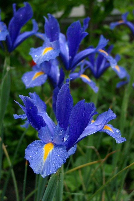 blaue Iris