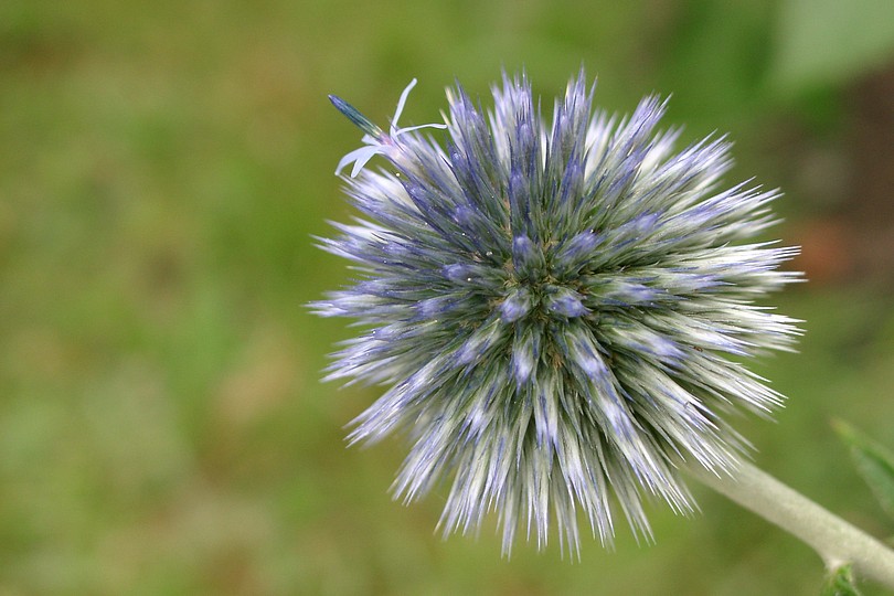 Distel