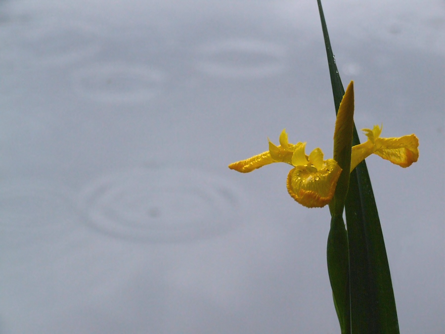 Wasserlilie im Regen