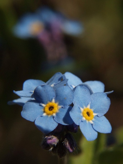 Vergissmennicht Makro