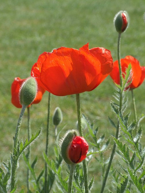 roter Mohn 3