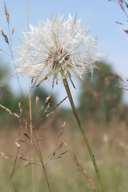 Pusteblume 1