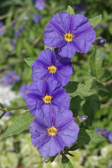 blaue Bl�ten hochkant
