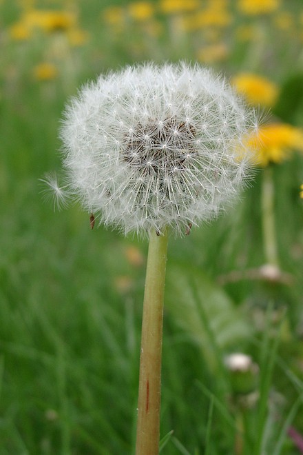 Pusteblume 3