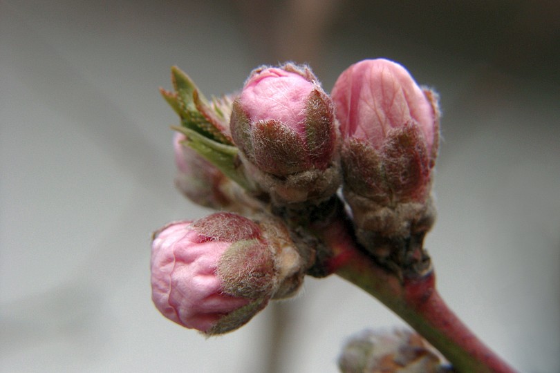 Pfirsichknospen
