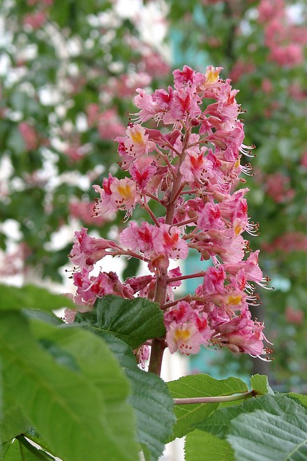 rosa Kastanienbl�te