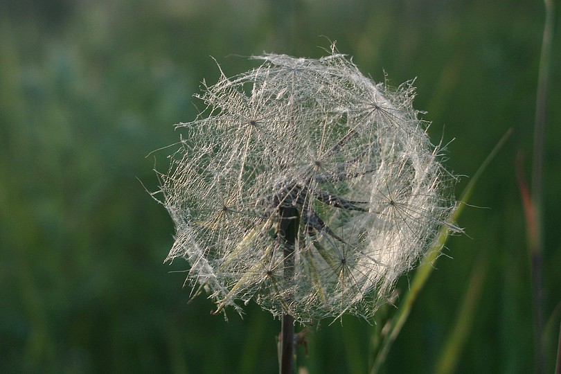 Wiesenbocksbart 1