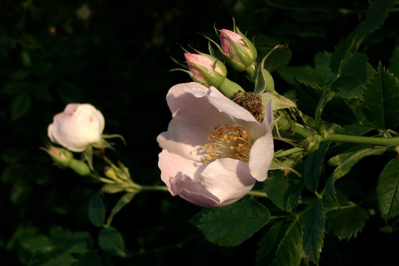 Heckenrose