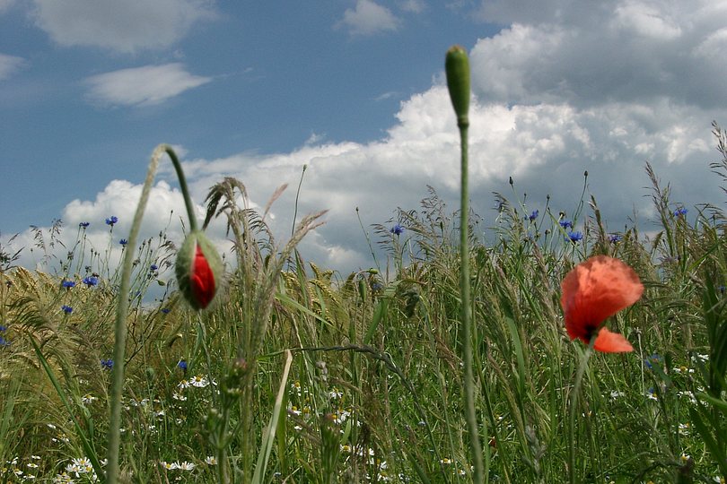 Sommerwiese