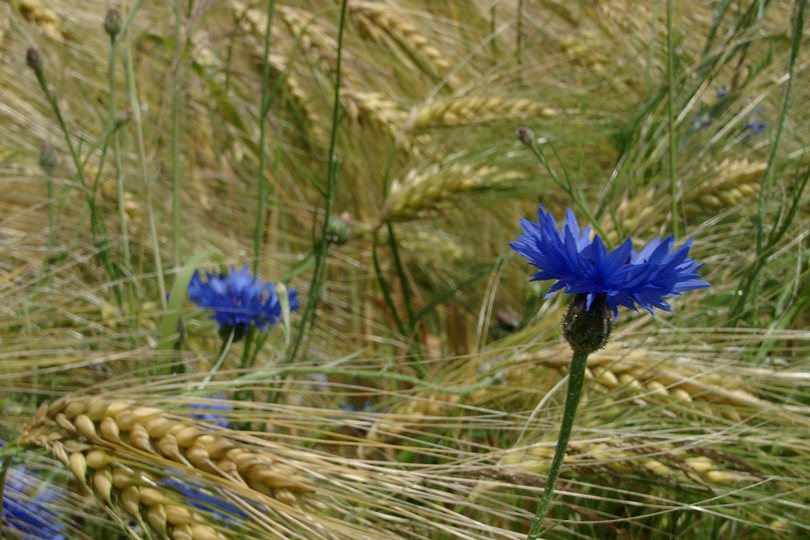Kornblumen