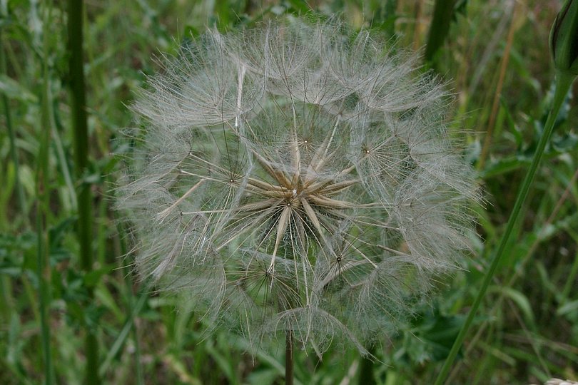 Wiesenbocksbart 2