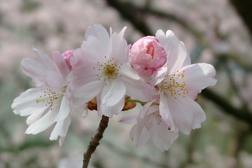 rosa Bl�ten 2