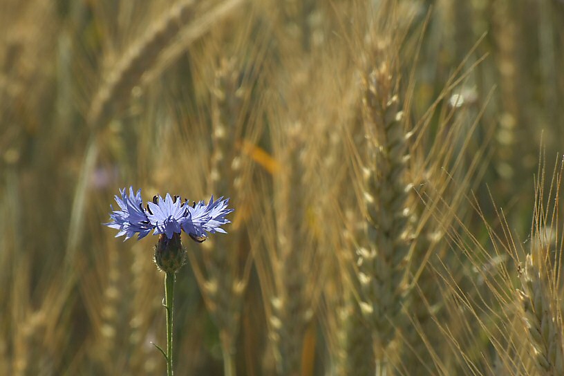 Kornblume im Feld