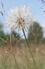 Pusteblume 1