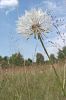Pusteblume 2