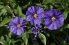 blaue Bl�ten quer