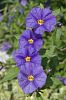 blaue Bl�ten hochkant