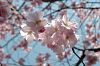 rosa Bl�ten 1