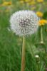 Pusteblume 3