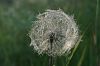 Wiesenbocksbart 1
