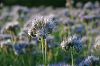 lila Bl�tenwiese