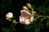 Heckenrose
