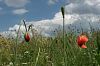 Sommerwiese