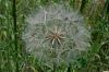 Wiesenbocksbart 2